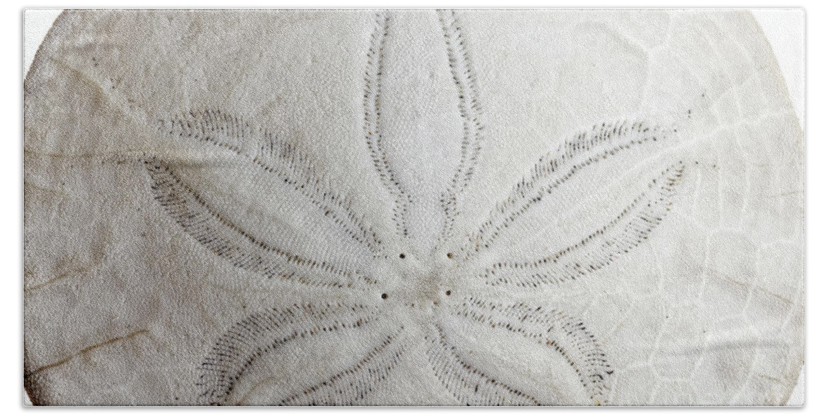 Close Up Bath Towel featuring the photograph Closeup Eccentric Sand dollar Dendraster ecentricus white backgr #1 by Robert C Paulson Jr