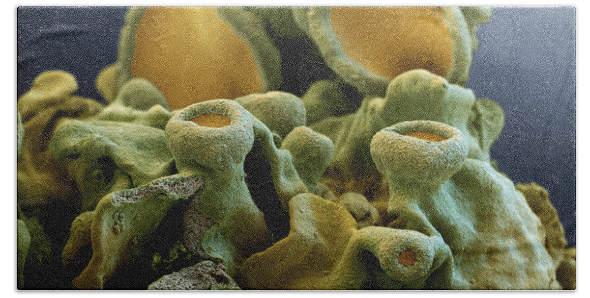 Algae Bath Towel featuring the photograph Common Orange Lichen #1 by Meckes/ottawa