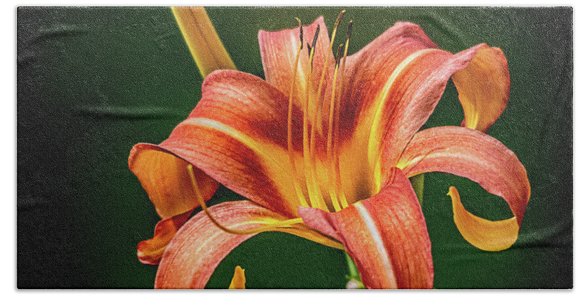 Nature Hand Towel featuring the photograph Day Lily #1 by Robert Mitchell