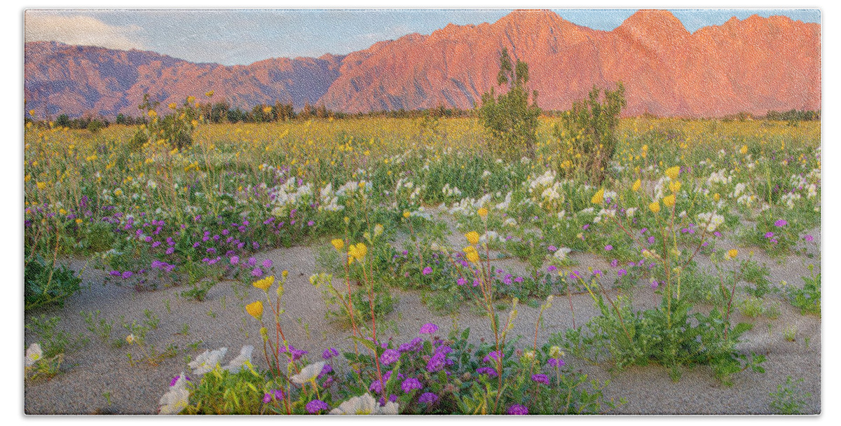 00568188 Bath Towel featuring the photograph Desert Sand Verbena, Desert Sunflower, And Desert Lily Spring Bloom, Anza-borrego Desert State Park, California #1 by Tim Fitzharris