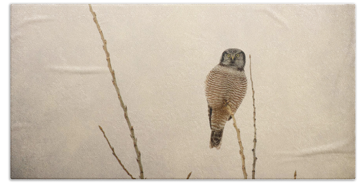Hawk Owl Hand Towel featuring the photograph Ethereal #1 by Heather King