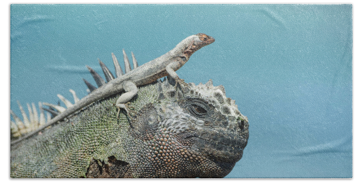 Animal Bath Towel featuring the photograph Galapagos Lava Lizard And Marine Iguana #1 by Tui De Roy