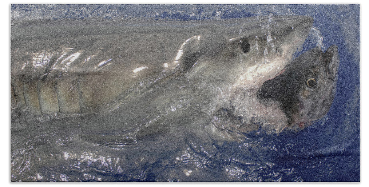 Great White Shark Bath Towel featuring the photograph Great White Shark #1 by David Shuler