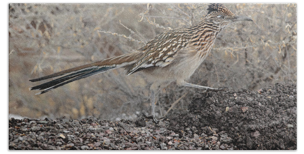 Adult Bath Towel featuring the photograph Greater Roadrunner Geococcyx #1 by James Zipp