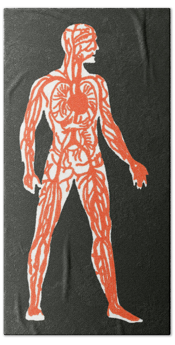 Anatomical Hand Towel featuring the drawing Human anatomy #1 by CSA Images