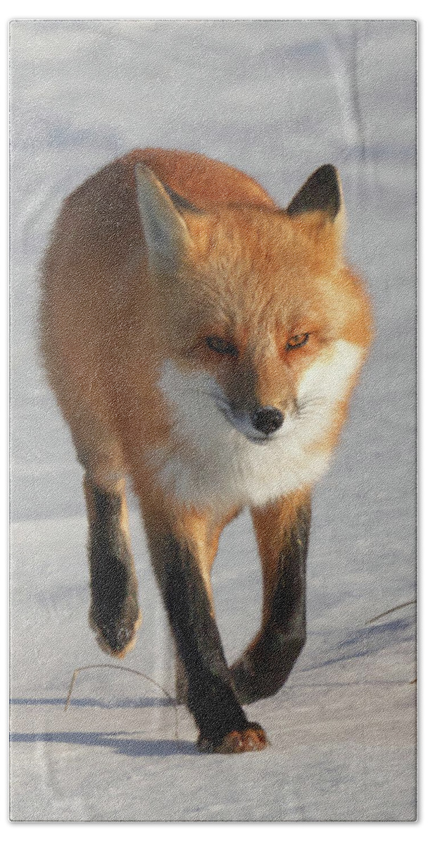Fox Hand Towel featuring the photograph Just Passing Through #1 by Susan Rissi Tregoning