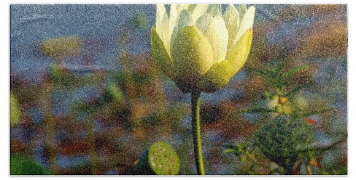 Lily Bath Towel featuring the photograph Lake Thomas Water Lily #1 by Christopher Mercer