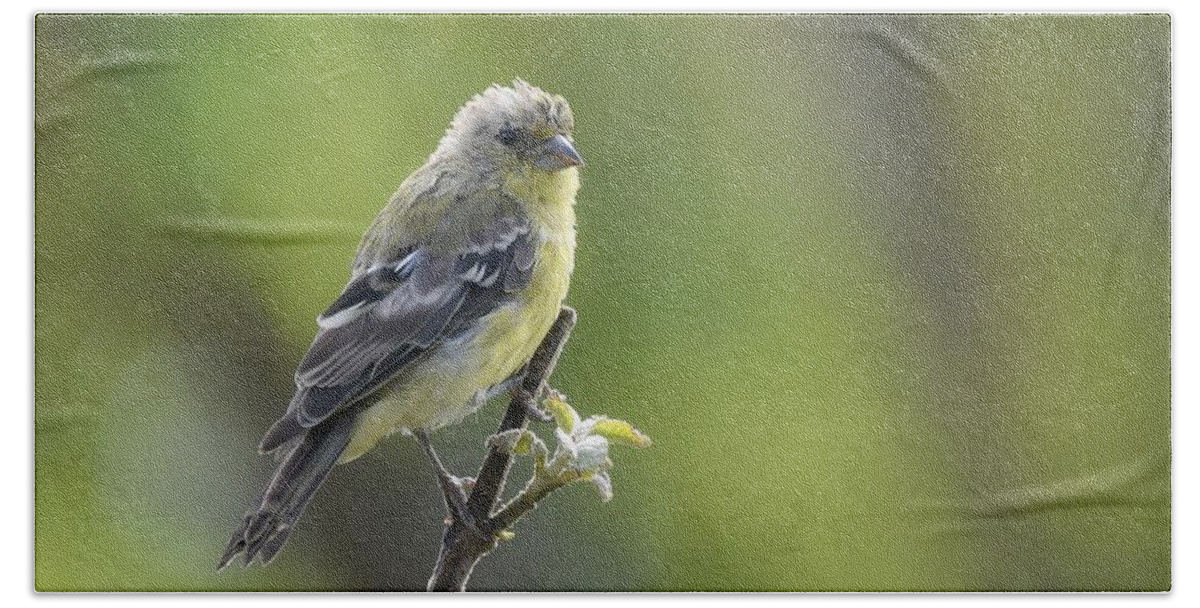 Lesser Goldfinch Bath Towel featuring the photograph Lemon Lime #1 by Fraida Gutovich