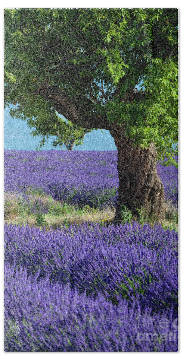 Lavender Hand Towel featuring the photograph Lone Tree in Lavender by Brian Jannsen