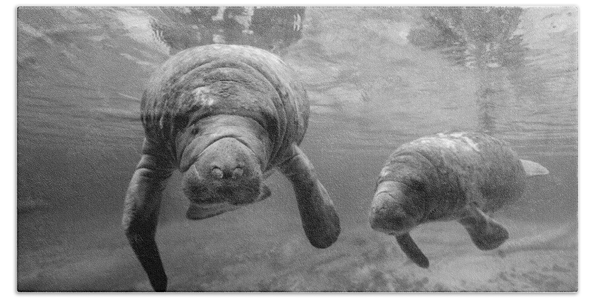 Disk1215 Bath Towel featuring the photograph Manatee Mom And Baby #1 by Tim Fitzharris