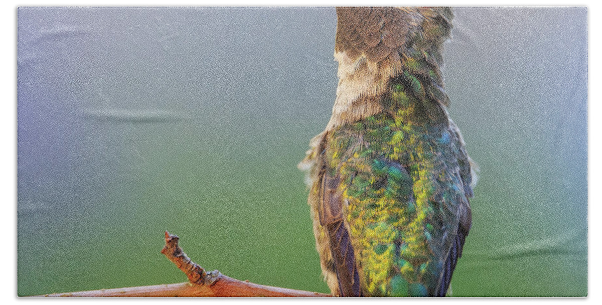 Animal Bath Towel featuring the photograph Midsummer Night's Dream V - Male Anna's Hummingbird #1 by Briand Sanderson