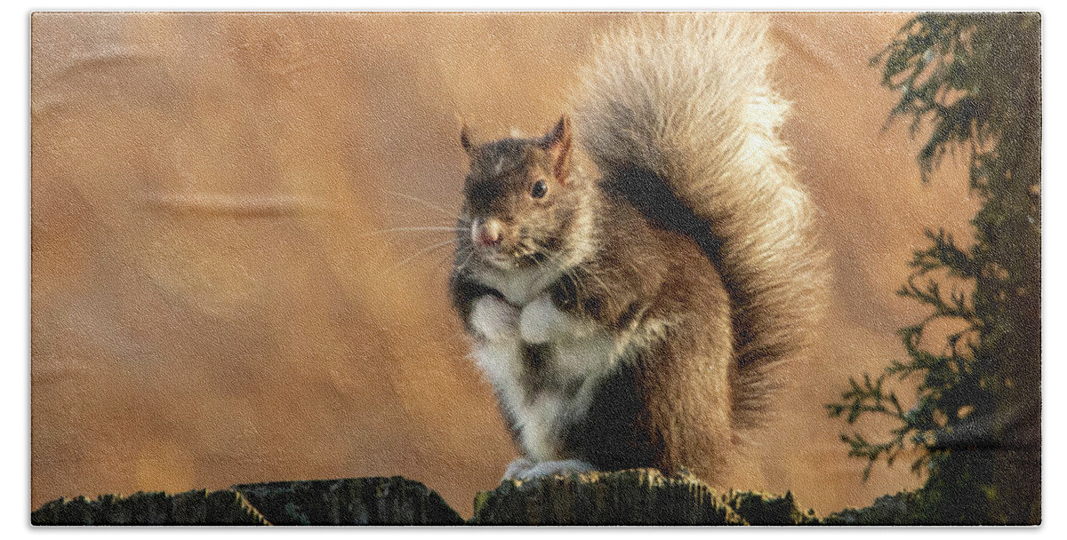 Squirrel Hand Towel featuring the photograph Mittens the Squirrel #1 by Sandra J's
