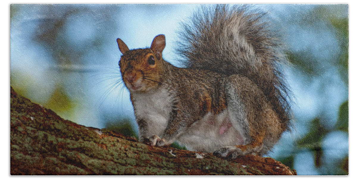 Squirrel Bath Towel featuring the photograph Momma Squirrel #1 by Cathy Kovarik