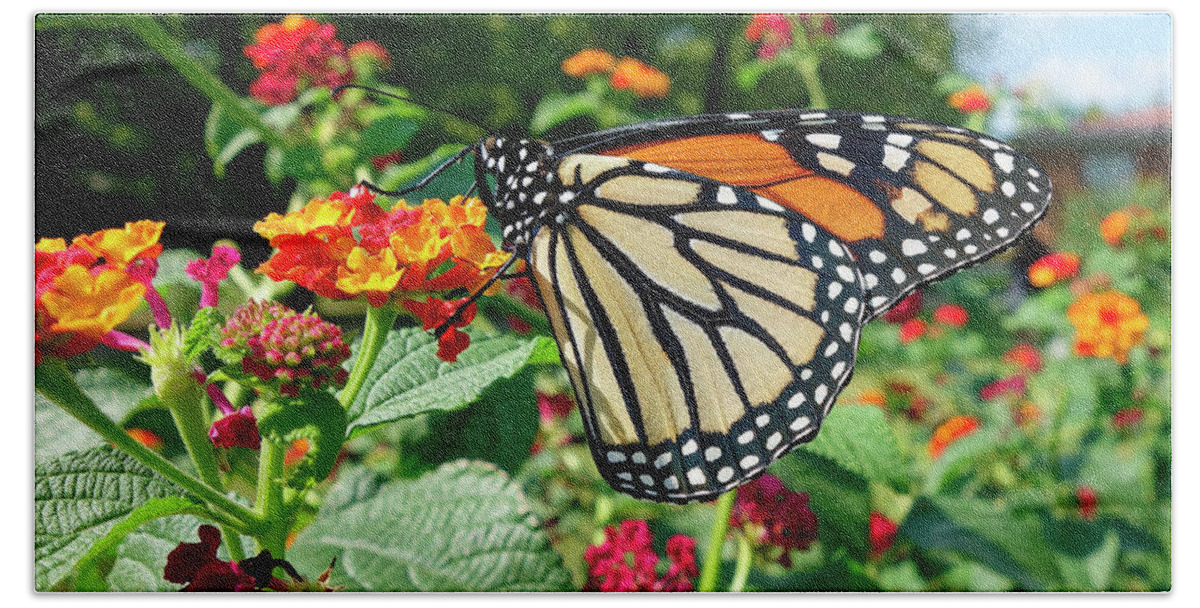 Monarch Hand Towel featuring the photograph Monarch Butterfly #1 by Gary Corbett