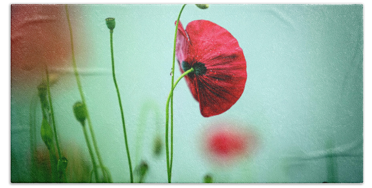 Poppy Hand Towel featuring the photograph Morning Poppy Flower #1 by Nailia Schwarz
