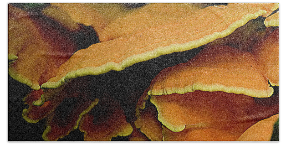 Chicken-of-the-woods Bath Towel featuring the photograph Mushrooms on a log II #2 by Rich Collins