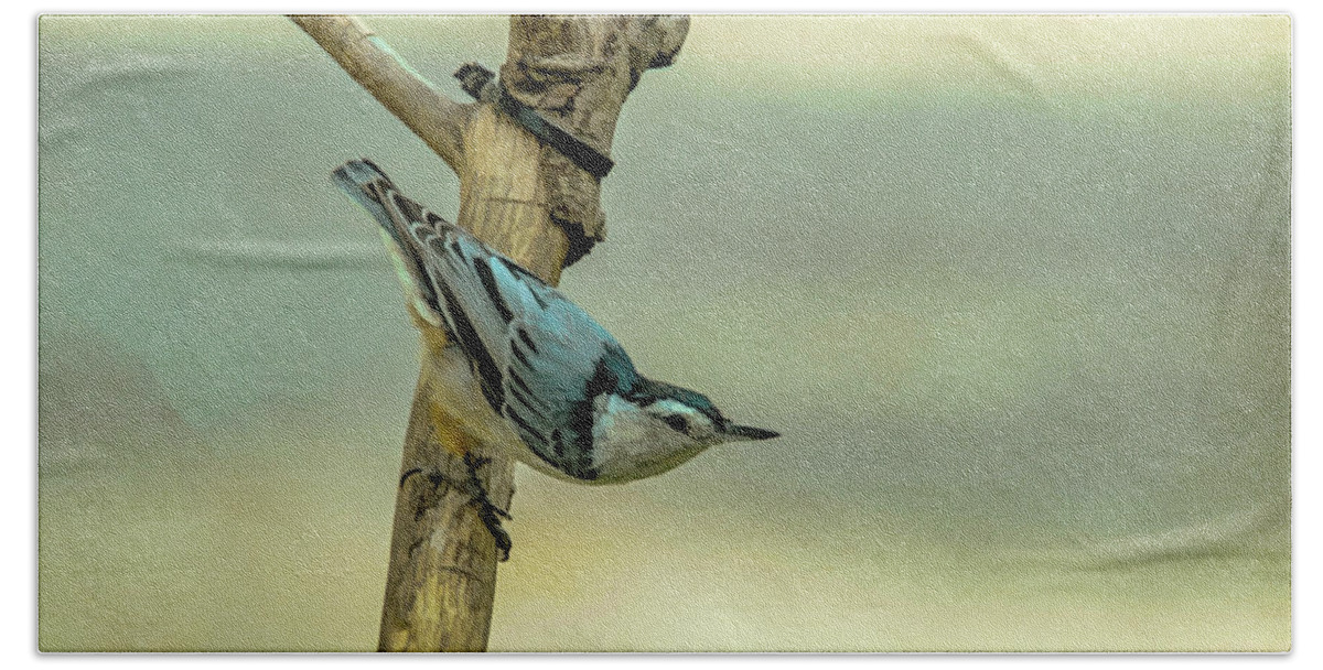 Songbird Hand Towel featuring the photograph Nuthatch by Cathy Kovarik