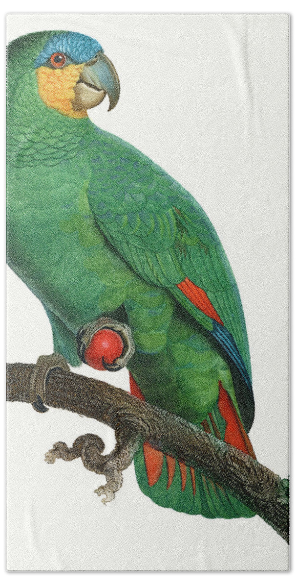 Animals Hand Towel featuring the painting Parrot Of The Tropics I #1 by Barraband