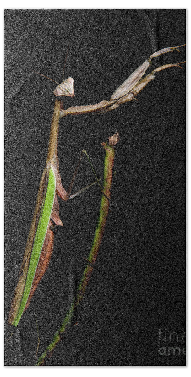 Praying Mantis Bath Towel featuring the photograph Praying Mantis #1 by Diane Diederich