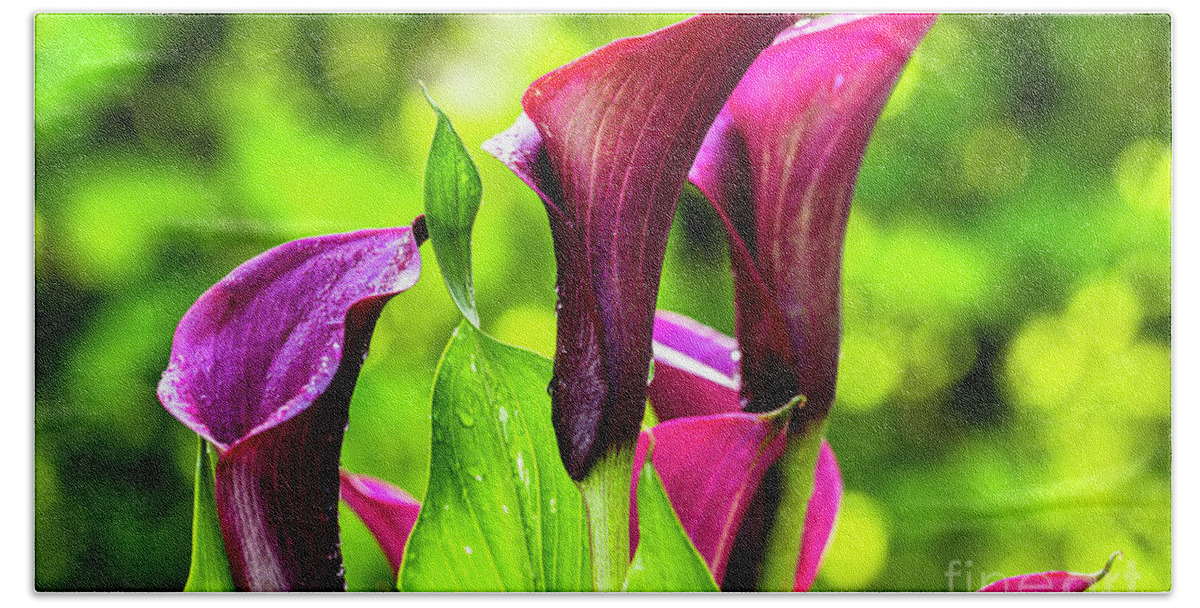 Araceae Bath Towel featuring the photograph Purple Calla Lily Flower #1 by Raul Rodriguez
