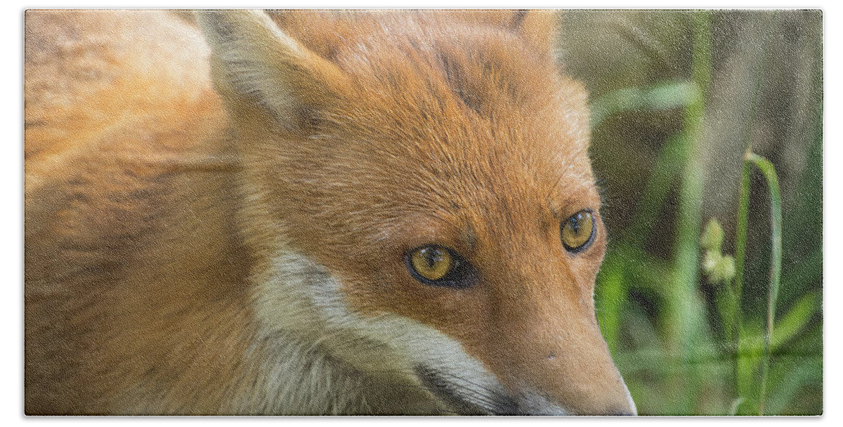 Red Hand Towel featuring the photograph Red Fox #1 by Kuni Photography
