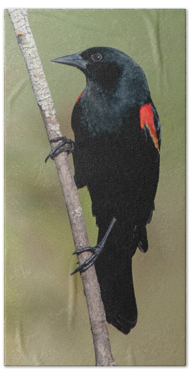 Red-winged Blackbird Bath Towel featuring the photograph Red-winged Blackbird #1 by Ken Stampfer