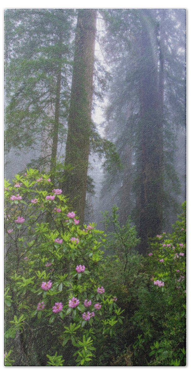 00571630 Bath Towel featuring the photograph Rhododendron And Coast Redwoods In Fog, Redwood National Park, California #1 by Tim Fitzharris