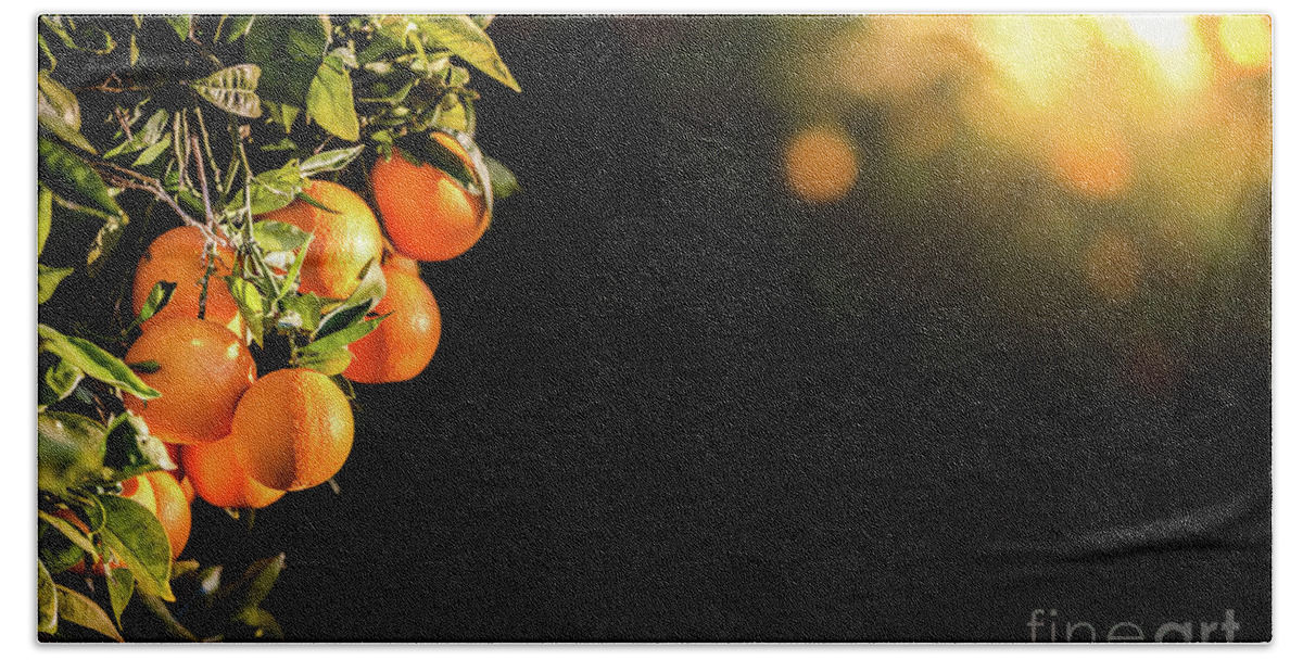 Agriculture Bath Towel featuring the photograph Ripe oranges loaded with vitamins hung from the orange tree in a plantation at sunset with sunbeams in the background in spring. #1 by Joaquin Corbalan