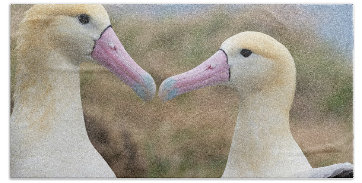 Albatross Bath Towel featuring the photograph Short-tailed Albatross Nesting Pair #1 by Tui De Roy