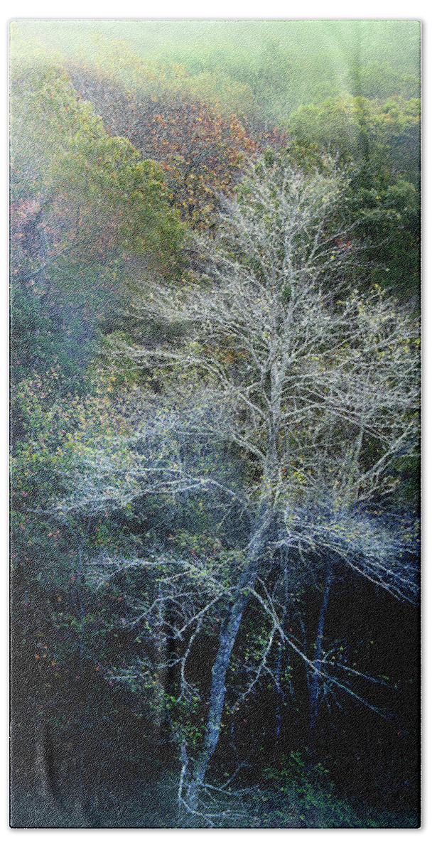 Trees Bath Towel featuring the photograph Smoky Mountain Trees #1 by David Chasey