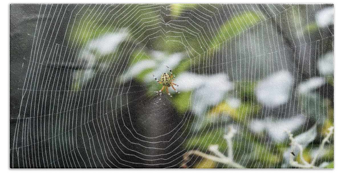 Animal Bath Towel featuring the photograph Spider at work #1 by Paul Ross