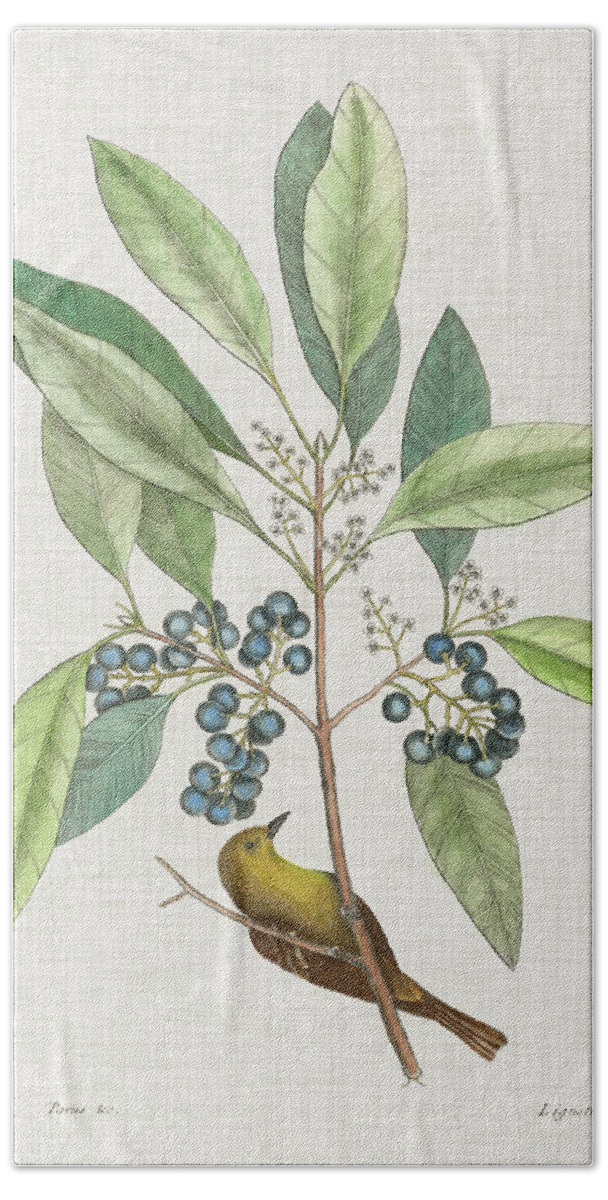 Animals Hand Towel featuring the painting Studies In Nature Iv by Mark Catesby