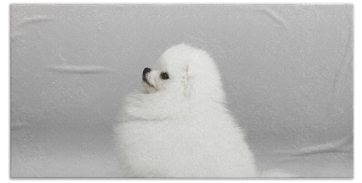 Domestic Dog Hand Towel featuring the digital art Studio Portrait Of Pomeranian Dog #1 by Gpointstudio