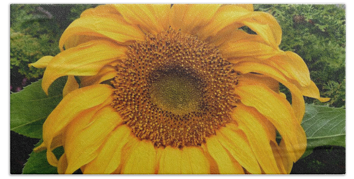 Sunflower Hand Towel featuring the photograph Sunflower #1 by Jimmy Chuck Smith