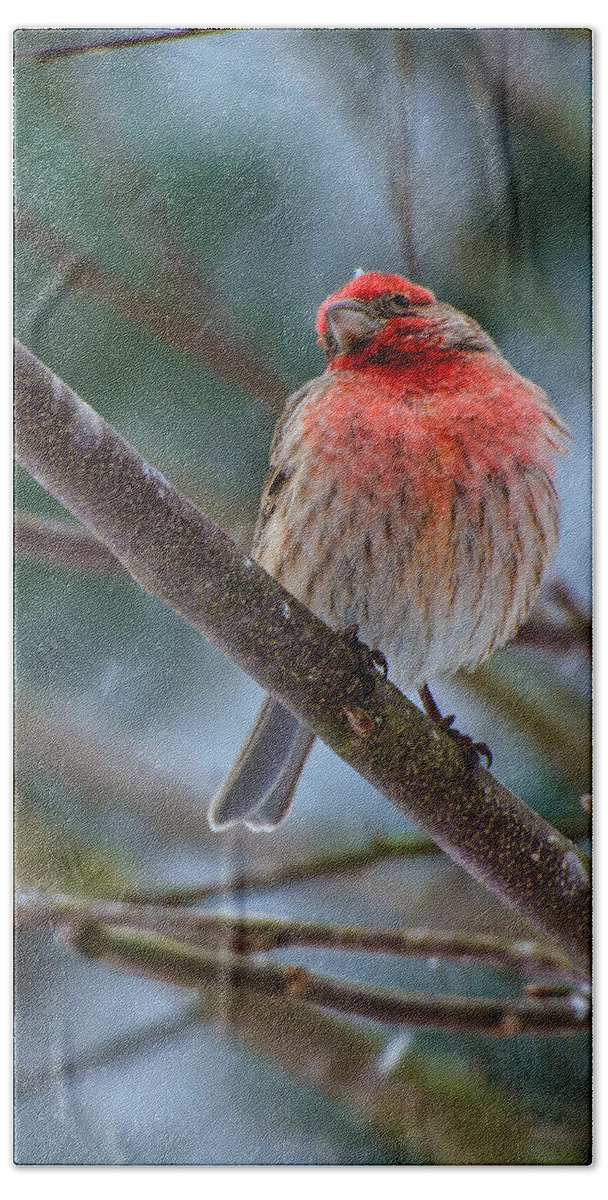 Birds Bath Towel featuring the photograph The Snowflake #1 by John Harding