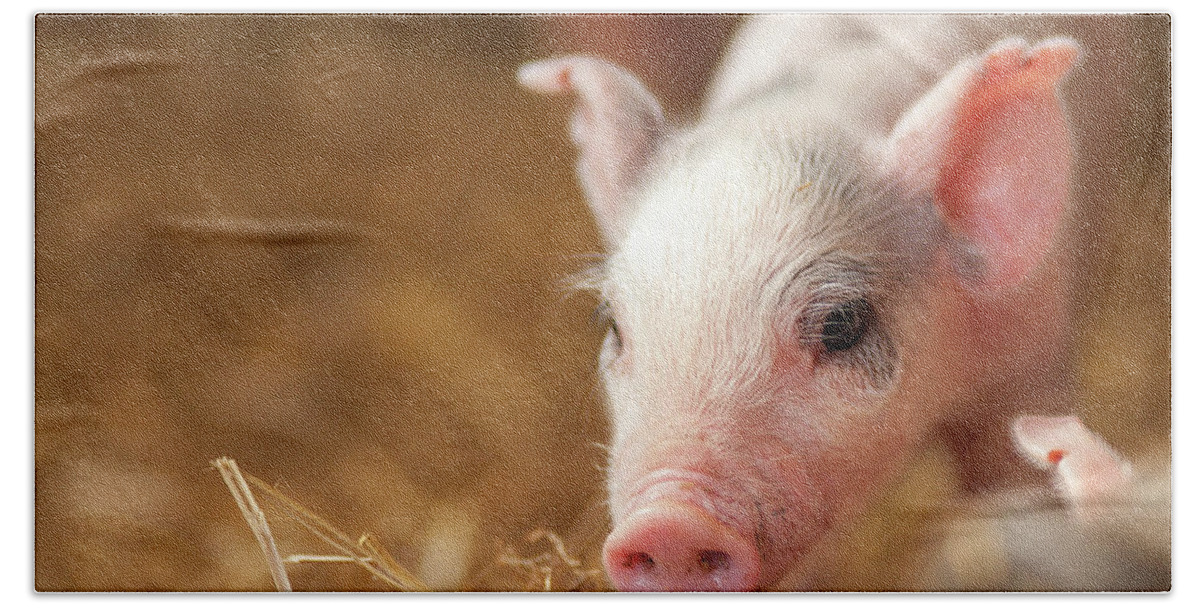 Farm Hand Towel featuring the photograph This Little Piggy #1 by Joye Ardyn Durham