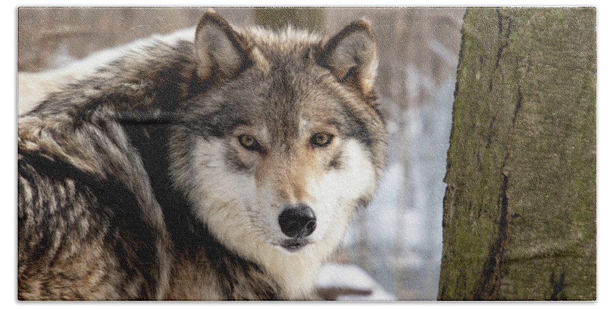 Timber Wolf Hand Towel featuring the photograph Timber Wolf Stare #2 by Rose Guinther