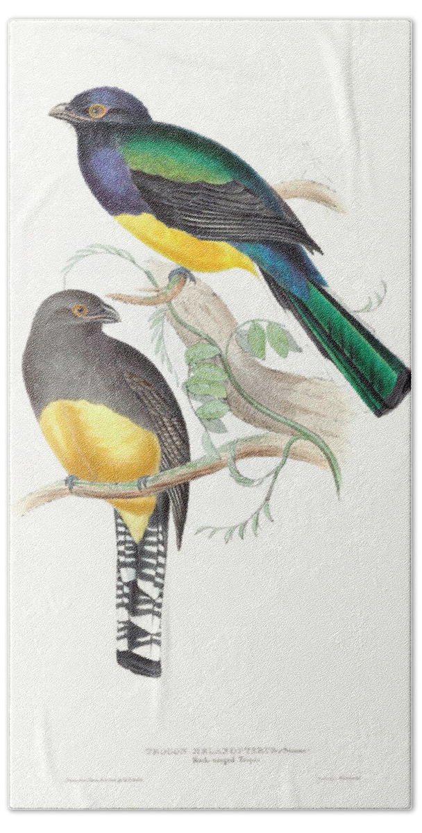 Animals & Nature+birds+tropical Birds Hand Towel featuring the painting Tropical Trogons II by John Gould