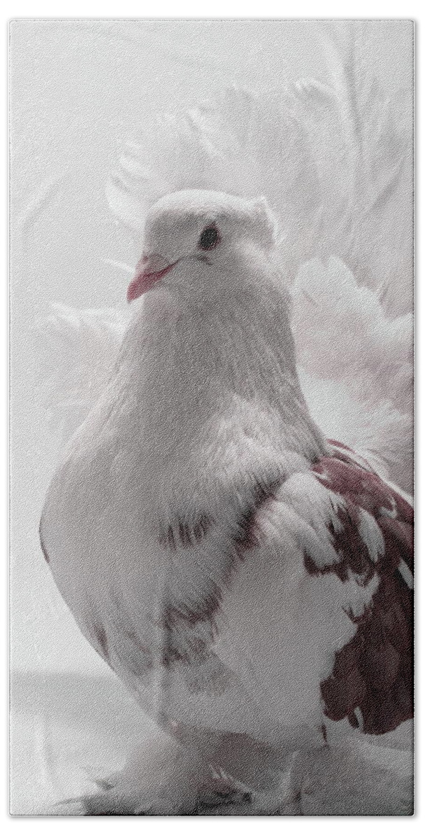 Pigeon Hand Towel featuring the photograph White and Brown Indian Fantail Pigeon #1 by Nathan Abbott