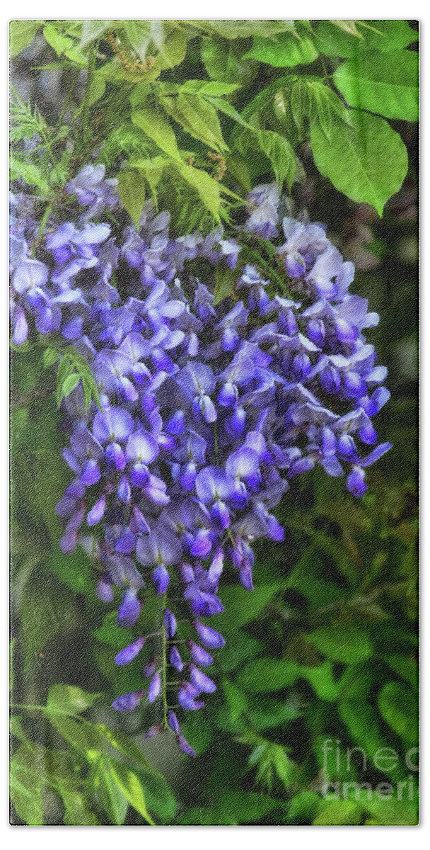 Wisteria Hand Towel featuring the photograph Wisteria by Joan Bertucci