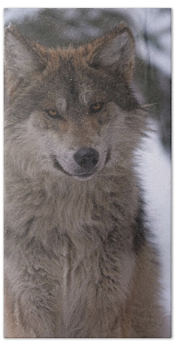 Animal Hand Towel featuring the photograph Wolf #10 by Brian Cross