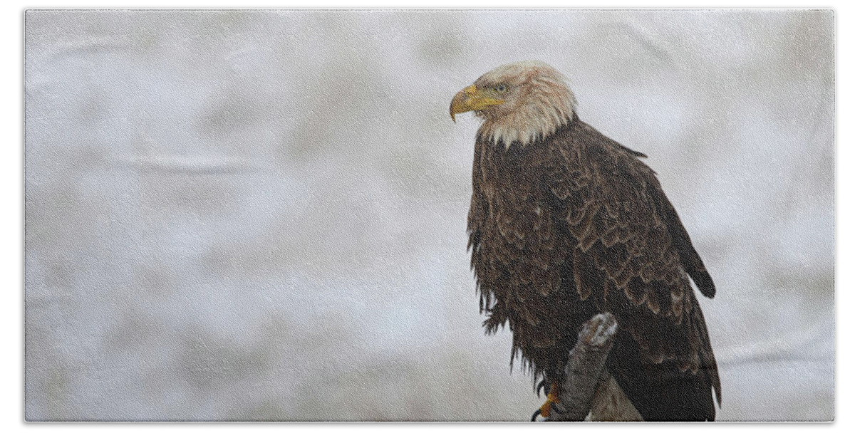 Bald Eagle Bath Towel featuring the photograph American Bald Eagle #1 by Whispering Peaks Photography