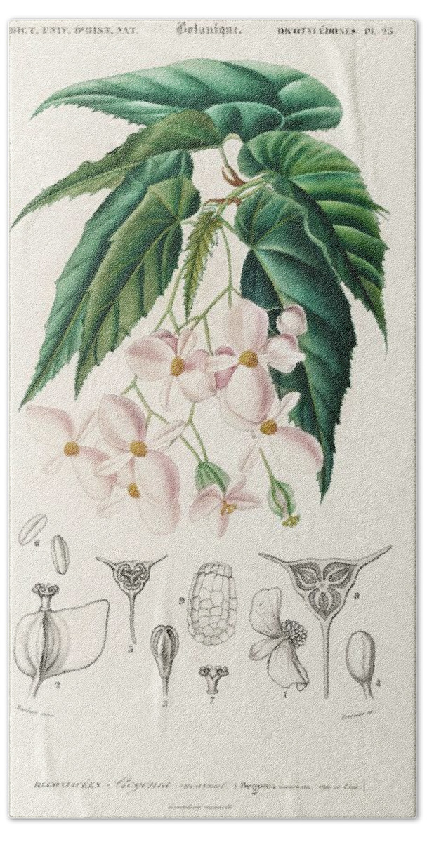 Begonia Hand Towel featuring the painting Begonia Begonia incarnata illustrated by Charles Dessalines D Orbigny 1806-1876 #2 by Celestial Images