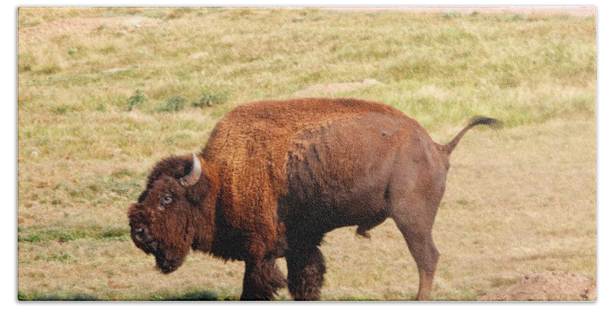 Buffalo Bath Towel featuring the photograph Buffalo at Custer State Park #2 by Susan Jensen