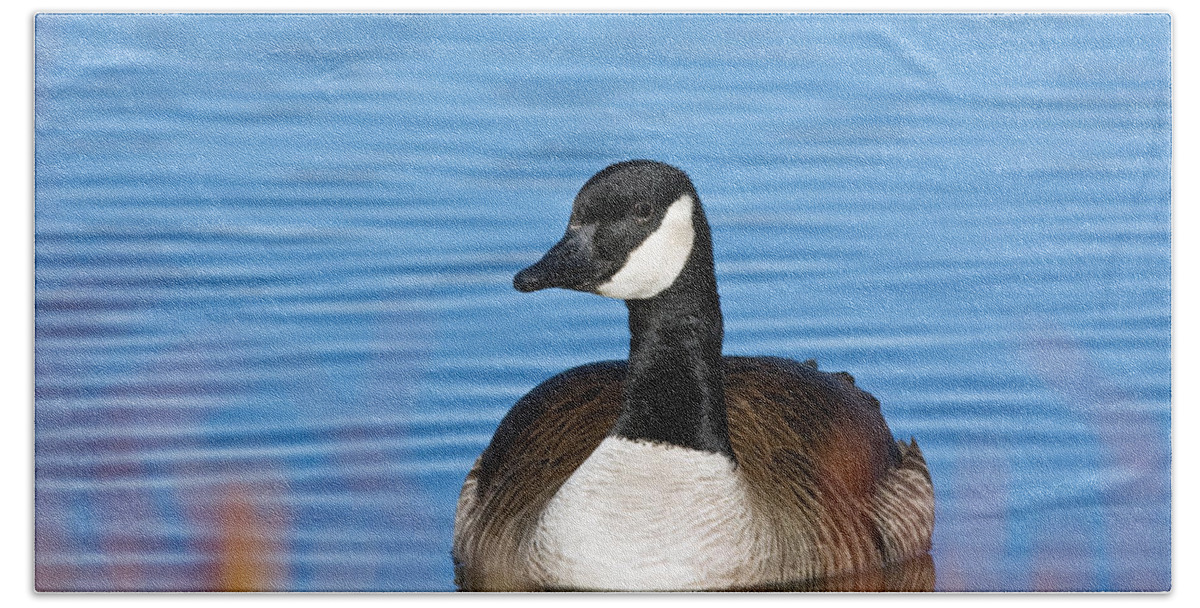 Anatidae Bath Towel featuring the photograph Cackling Goose #2 by James Zipp