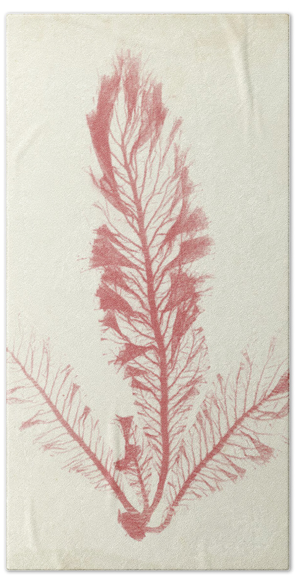 Coastal Hand Towel featuring the painting Coral Sea Feather I #2 by Henry Bradbury