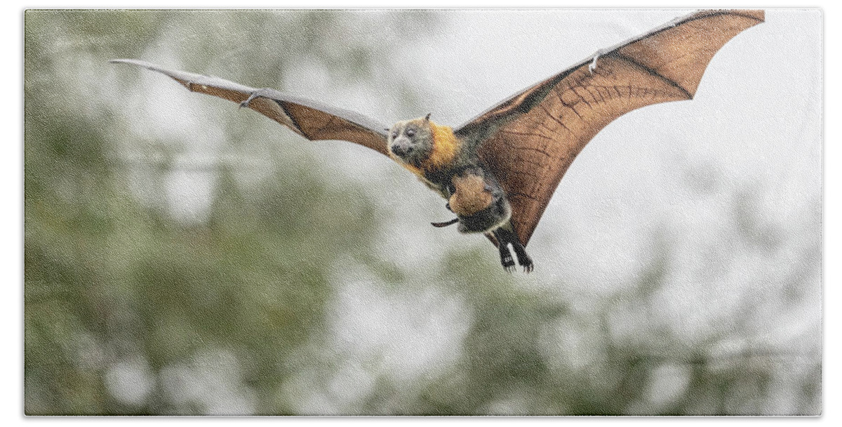 Animal Hand Towel featuring the photograph Grey-headed Flying-fox Female, In Flight Carrying Her #2 by Doug Gimesy / Naturepl.com