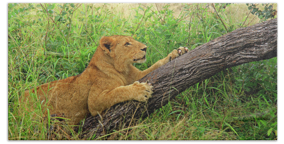 Lion Bath Towel featuring the photograph Lioness by Richard Krebs
