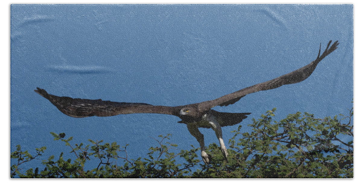 Martial Hand Towel featuring the photograph Martial Eagle #2 by Patrick Nowotny