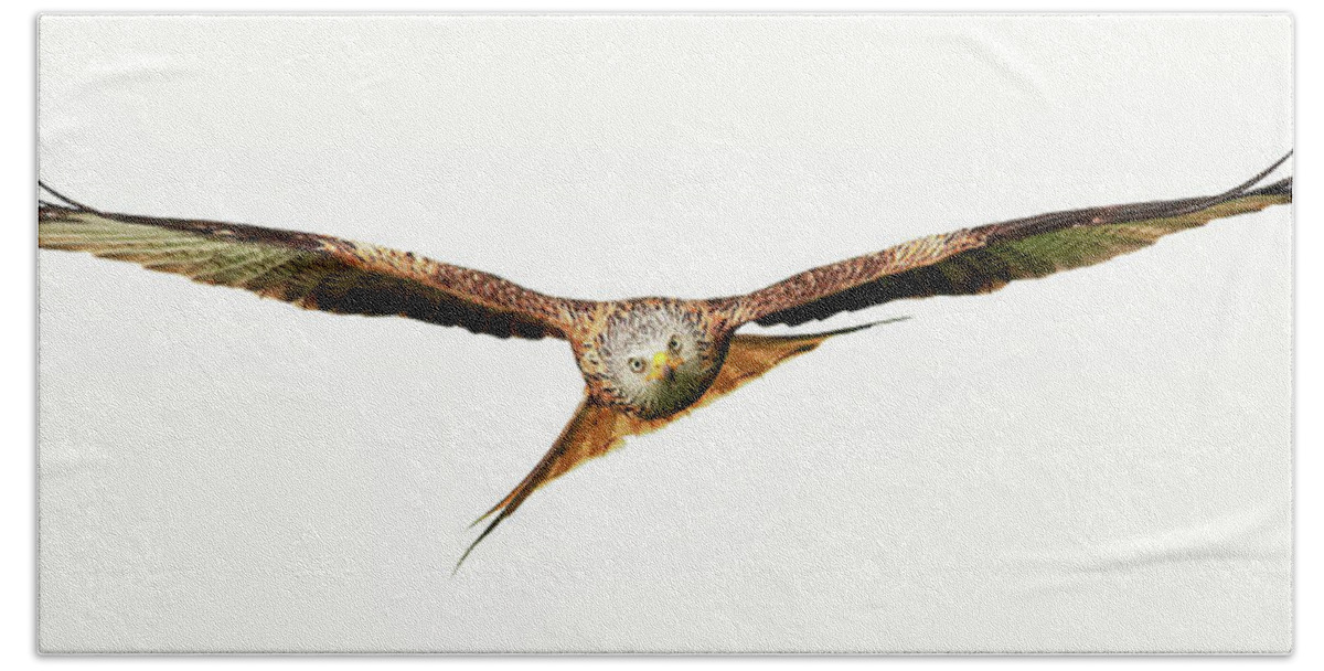 Red Kite Bath Towel featuring the photograph Red Kite - Bird of Prey in flight #1 by Grant Glendinning